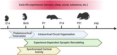 Early-life maturation of the somatosensory cortex: sensory experience and beyond